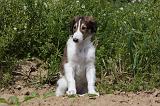 BARZOI 079